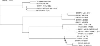 Prospective Artificial Intelligence to Dissect the Dengue Immune Response and Discover Therapeutics